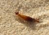 Guanchia pubescens